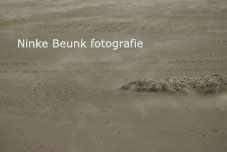 wind-